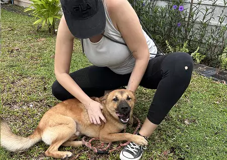dog-walker-trainer dog-walker-trainer