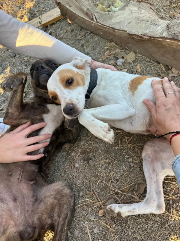 two small dogs cuddling on the sandy floor
