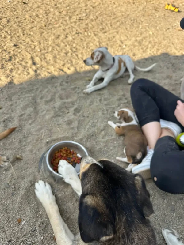 human sits with several dogs on a sandy floor