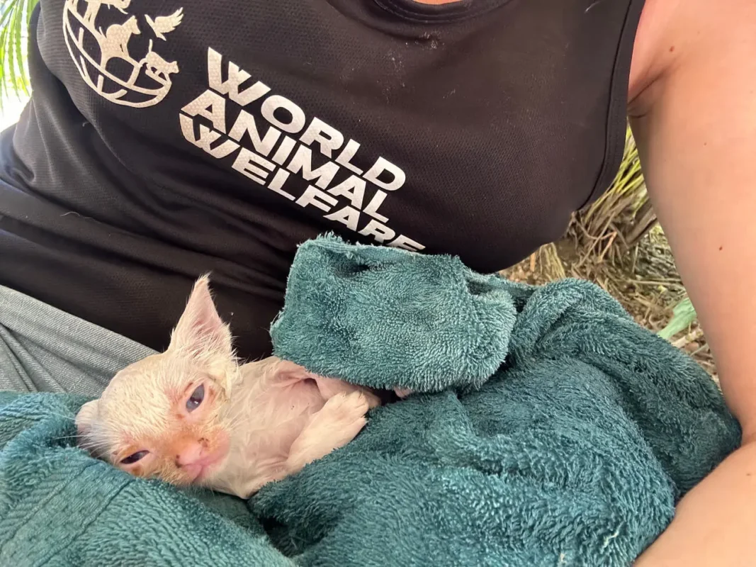 a picture of a wet white kitten